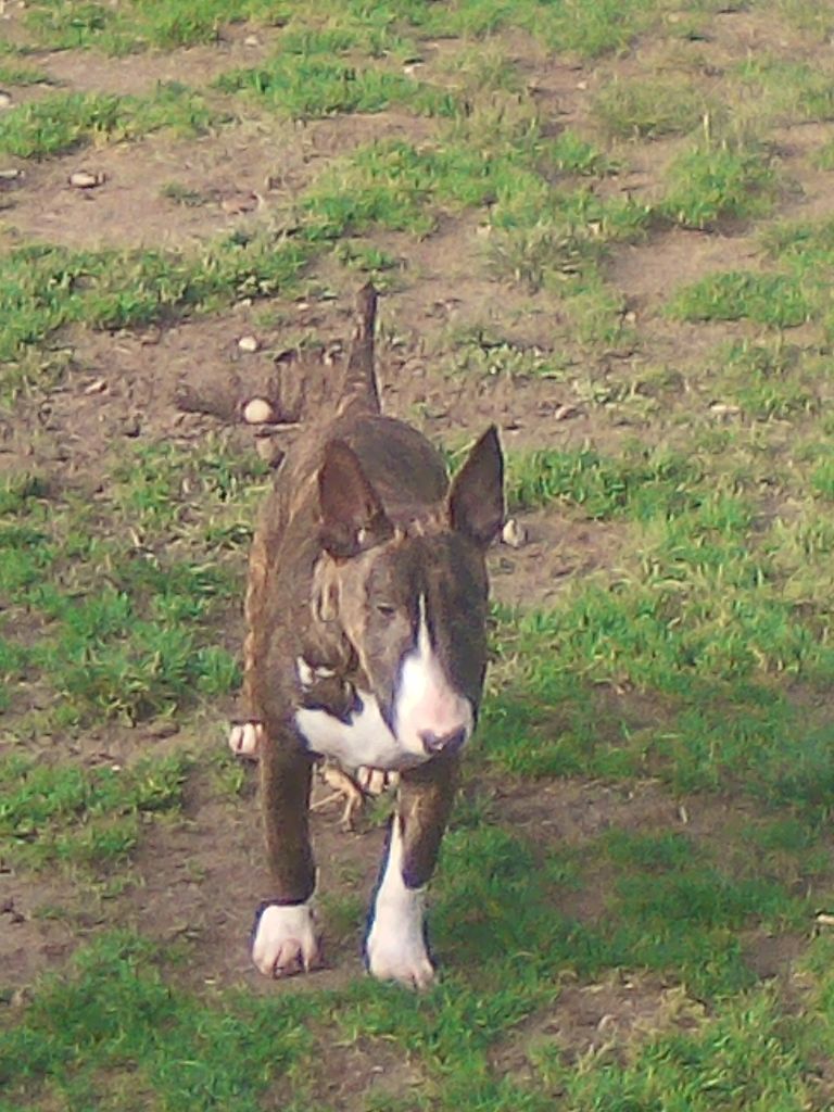of Bull'y Trust - Chiot disponible  - Bull Terrier