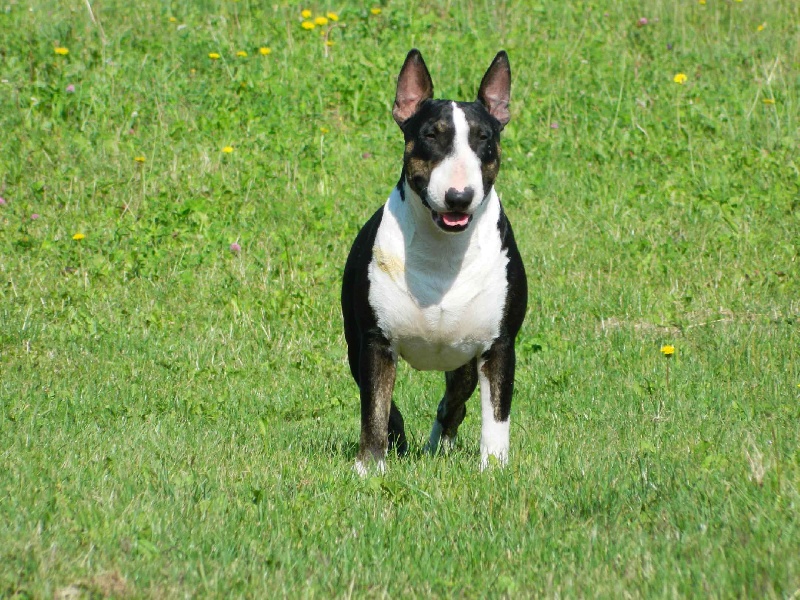 Eagle of Bigbulldogzer